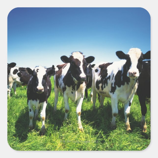 Feldkühe, Stadt Betsukai, Hokkaido Quadratischer Aufkleber (Vorderseite)