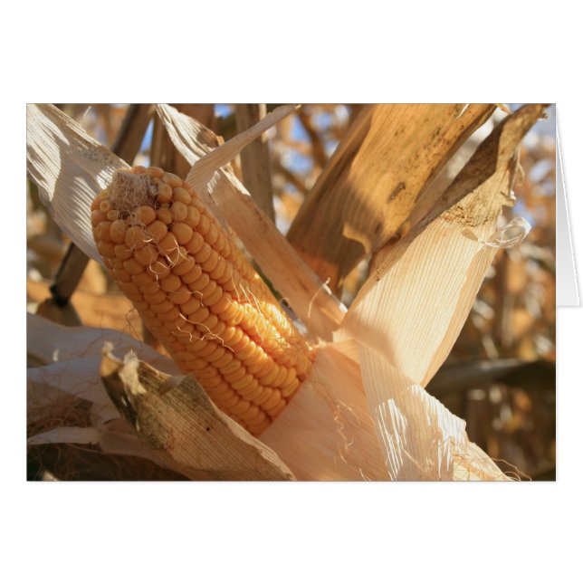 Feldmais auf dem Stalk (Vorderseite (Horizontal))