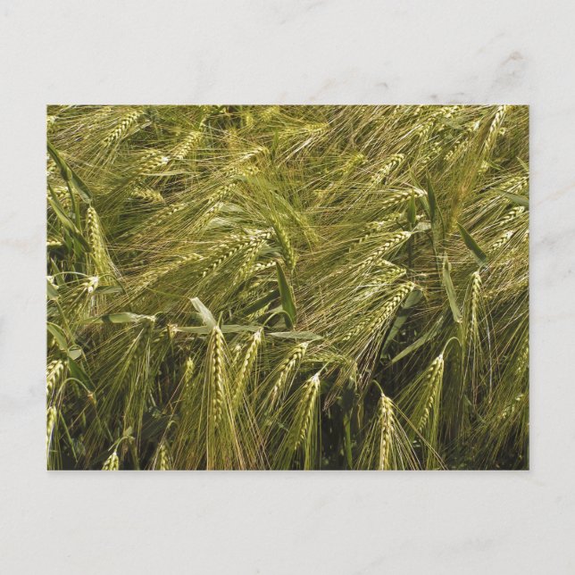Feldpostkarte Postkarte (Vorderseite)