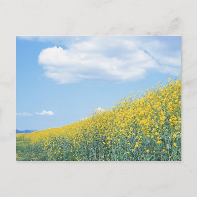 FeldSenf Postkarte (Vorderseite)