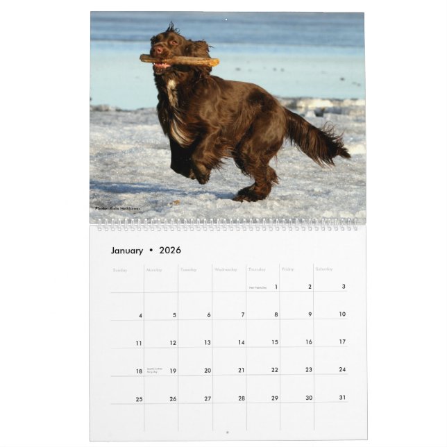 Feldspaniel-Wandkalender Kalender (Jan 2026)