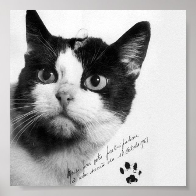 Félicette: Die erste Katze im All Poster (Vorne)