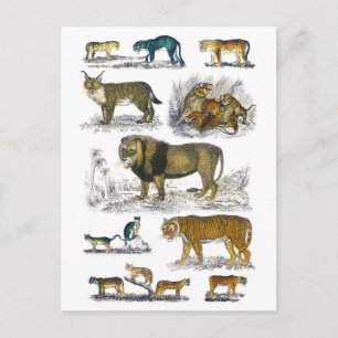 Feline Animals Postkarte