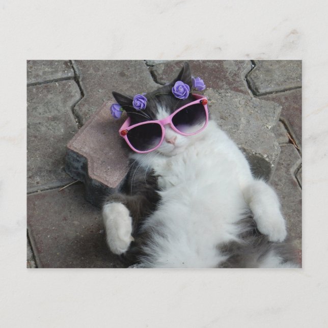 Feline Diva Postkarte (Vorderseite)