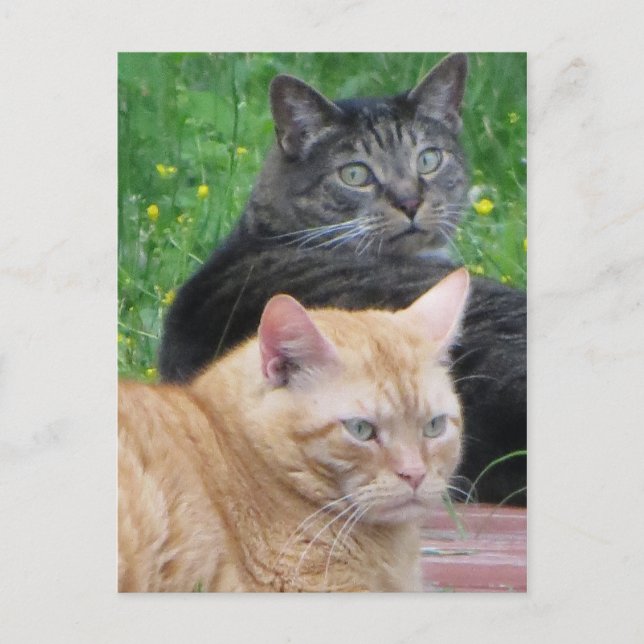 Feline Duo Postkarte (Vorderseite)