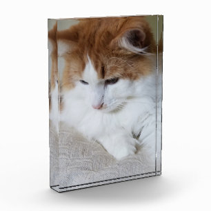 (Feline Extravagant) Kitty Contemplation: Cat Foto