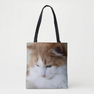 (Feline Extravagant) Kitty Contemplation: Cat Foto
