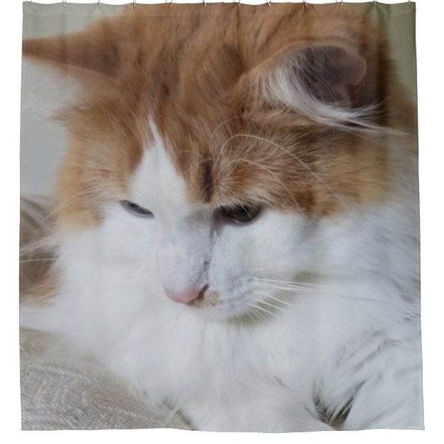 (Feline Extravagant) Kitty Contemplation: Cat Foto Duschvorhang (Vorderseite)