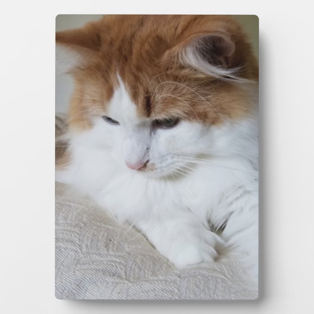 (Feline Extravagant) Kitty Contemplation: Cat Foto Fotoplatte (Vorderseite)