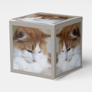 (Feline Extravagant) Kitty Contemplation: Cat Foto Geschenkschachtel