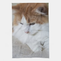 (Feline Extravagant) Kitty Contemplation: Cat Foto