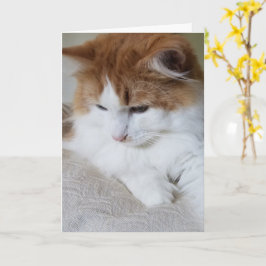 (Feline Extravagant) Kitty Contemplation: Cat Foto Karte
