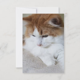 (Feline Extravagant) Kitty Contemplation: Cat Foto Karte