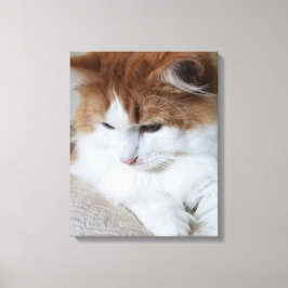 (Feline Extravagant) Kitty Contemplation: Cat Foto Leinwanddruck