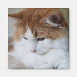 (Feline Extravagant) Kitty Contemplation: Cat Foto Magnet