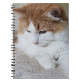 (Feline Extravagant) Kitty Contemplation: Cat Foto Notizblock