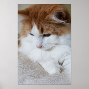 (Feline Extravagant) Kitty Contemplation: Cat Foto Poster