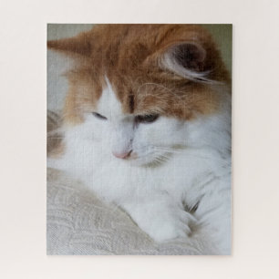 (Feline Extravagant) Kitty Contemplation: Cat Foto Puzzle