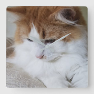 (Feline Extravagant) Kitty Contemplation: Cat Foto Quadratische Wanduhr
