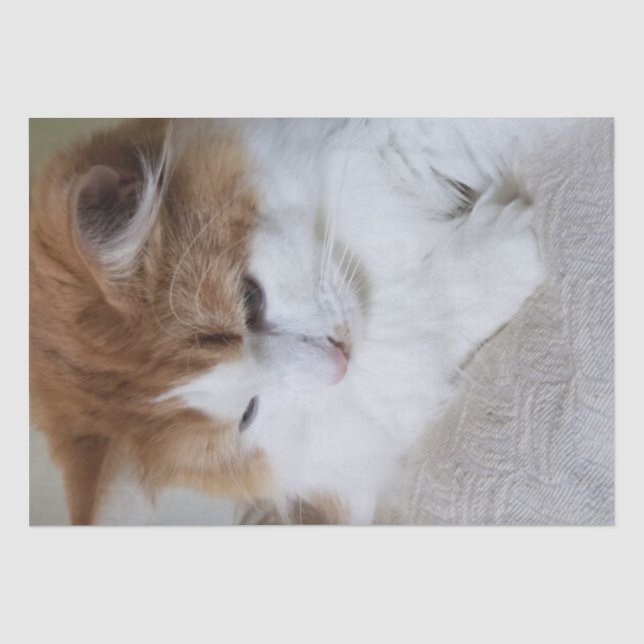 (Feline Extravagant) Kitty Contemplation: Cat Foto Seidenpapier (Vorderseite)