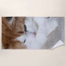 (Feline Extravagant) Kitty Contemplation: Cat Foto