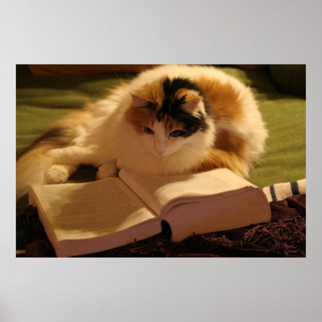 Feline Scholar Poster (Vorne)