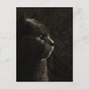 Feline Silhouette - Postkarte