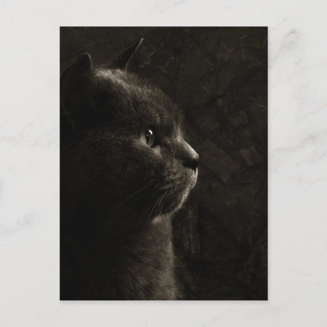 Feline Silhouette - Postkarte (Vorderseite)