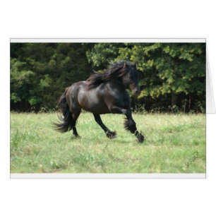 Fell Pony Stallion