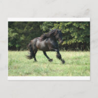 Fell Pony Stallion