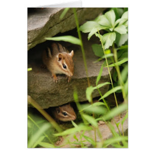 Fell-u. Suchvorgang-BabyChipmunks