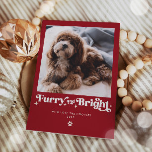 Felliger und heller Hund Foto Lustiges Weihnachten