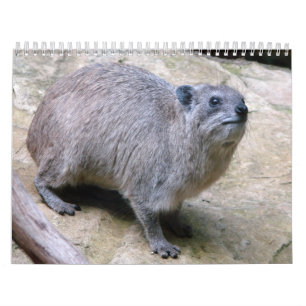 Felsen-Dachs Kalender
