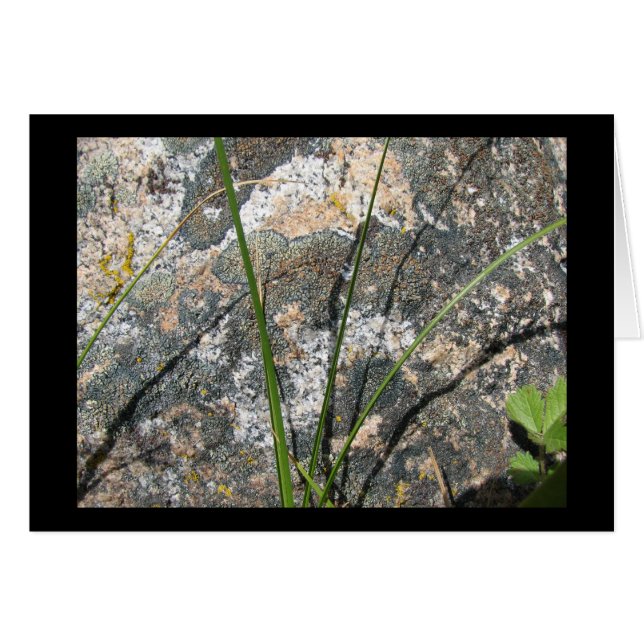 Felsen, Flechte, Flora (Vorderseite (Horizontal))