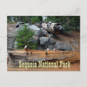 Felsen und Bäume, Sequoia-Nationalpark Postkarte