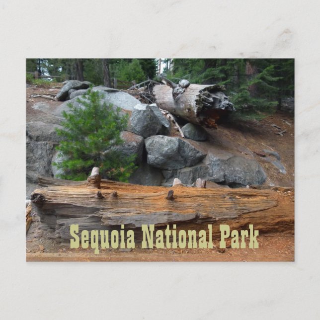 Felsen und Bäume, Sequoia-Nationalpark Postkarte (Vorderseite)