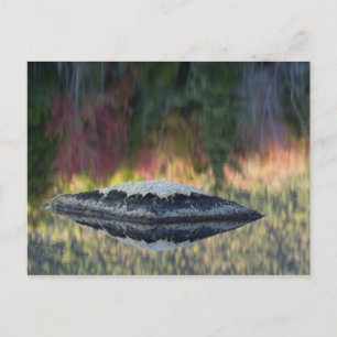 Felsen- und Baumreflexion, Lily Pond, Weiß Postkarte