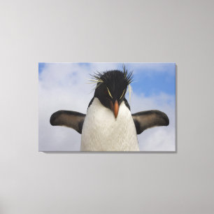Felsenhüpper-Pinguin Eudyptes chrysocome Leinwanddruck
