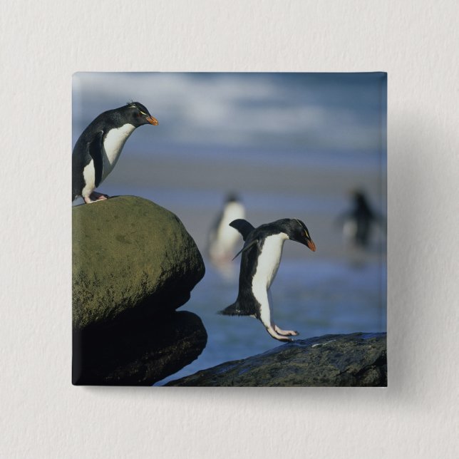 Felsenhüpper-Pinguine, Eudyptes chrysocome), Button (Vorderseite)