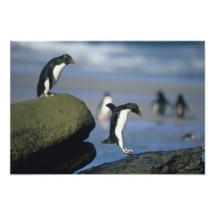 Felsenhüpper-Pinguine, Eudyptes chrysocome), Fotodruck