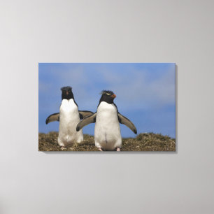 Felsenhüpper-Pinguine Eudyptes chrysocome Leinwanddruck