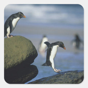 Felsenhüpper-Pinguine, Eudyptes chrysocome), Quadratischer Aufkleber