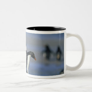 Felsenhüpper-Pinguine, Eudyptes chrysocome), Zweifarbige Tasse