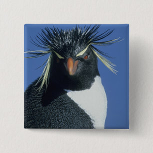 Felsenpinguin (Eudyptes chrysocome) Button