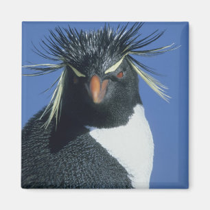 Felsenpinguin (Eudyptes chrysocome) Magnet