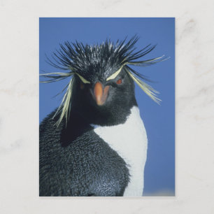 Felsenpinguin (Eudyptes chrysocome) Postkarte