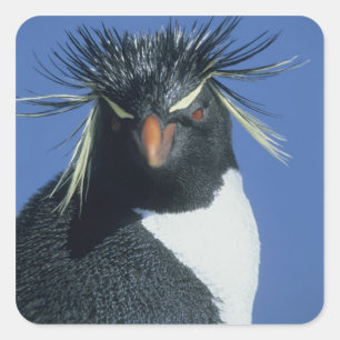 Felsenpinguin (Eudyptes chrysocome) Quadratischer Aufkleber