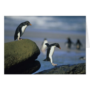 Felsenpinguine, Eudyptes chrysocome),