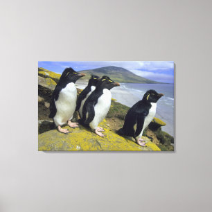 Felsenpinguine, (Eudyptes chrysocome), Leinwanddruck