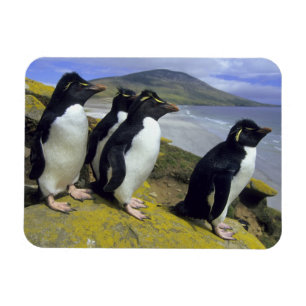 Felsenpinguine, (Eudyptes chrysocome), Magnet